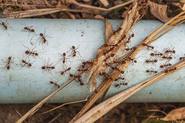 كيفية التخلص من النمل من المنزل نهائيا | اكتشفي أفضل طرق مكافحة النمل الأسود الصغير من المطبخ