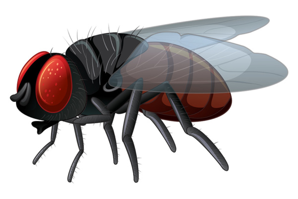 كيفية مكافحة ذبابة الفاكهة | اكتشف كيفية القضاء على حشرة ذبابة الفاكهة بالطرق الكيميائية