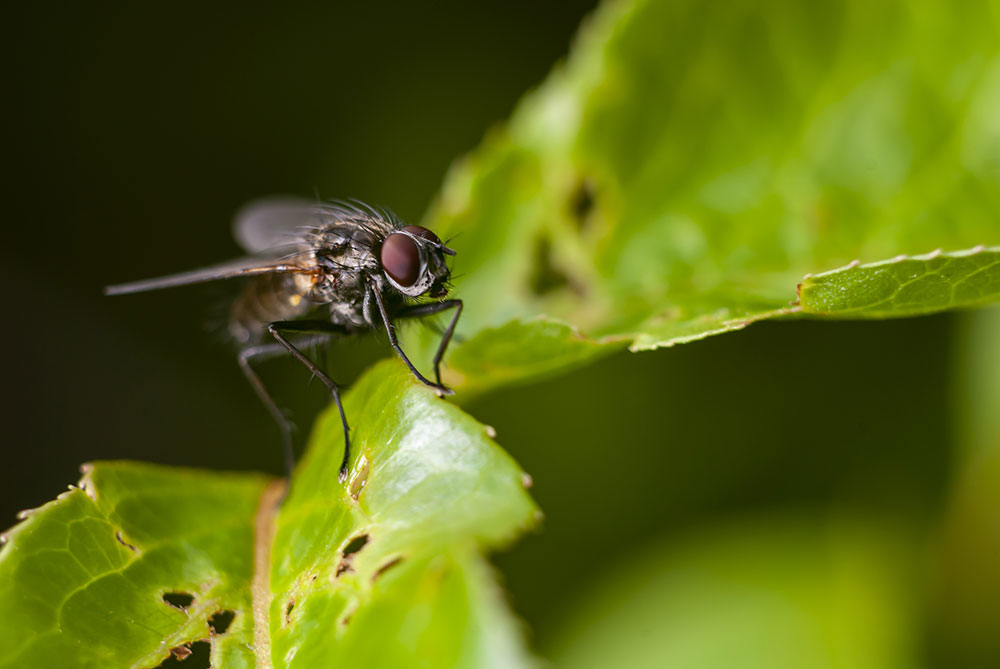 القضاء على الحشرات نهائيا | اكتشفي أفضل طرق مكافحة الحشرات الطائرة وطرد حشرة الذباب المنزلي وطريقة عمل مبيد الذباب
