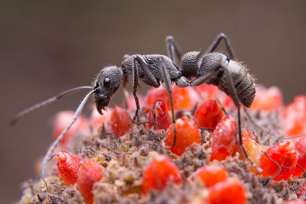 مكافحة النمل الاسود | اكتشفي افضل طرق القضاء على حشرات المنزل الزاحفة حشرة النملة