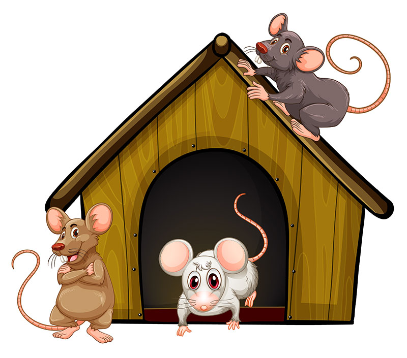 منع الفئران من دخول المنزل | اكتشف افضل طرق التخلص من فأر المجاري وكيفية طرد الفئران من الشقة