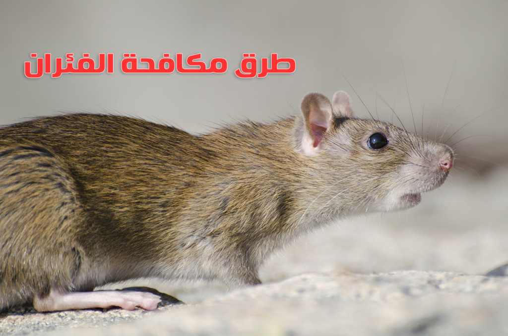 طرق مكافحة الفئران نهائيا والتخلص من فأر المجاري والبلاعات من شركات مكافحة الحشرات بالرياض