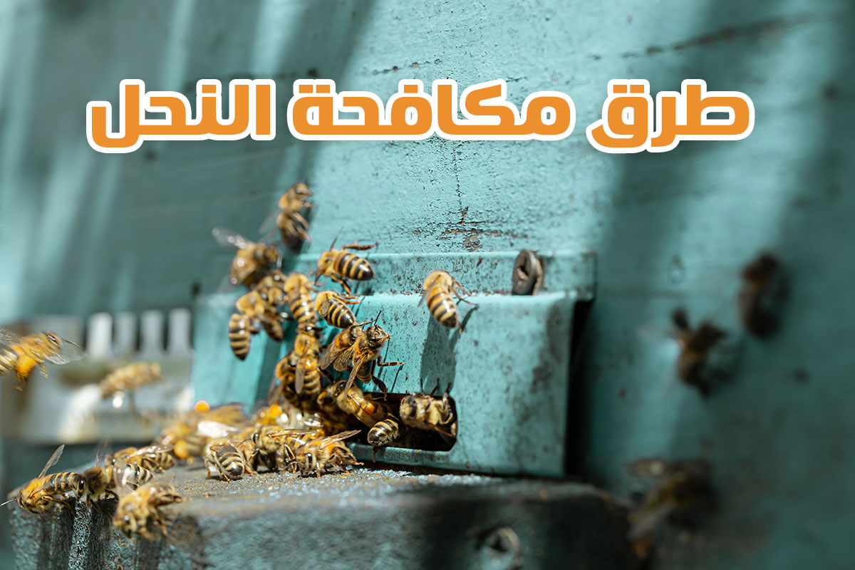 طرق مكافحة النحل نهائيا في المنزل من شركات مكافحة الحشرات بالرياض وا هي افضل أساليب التخلص