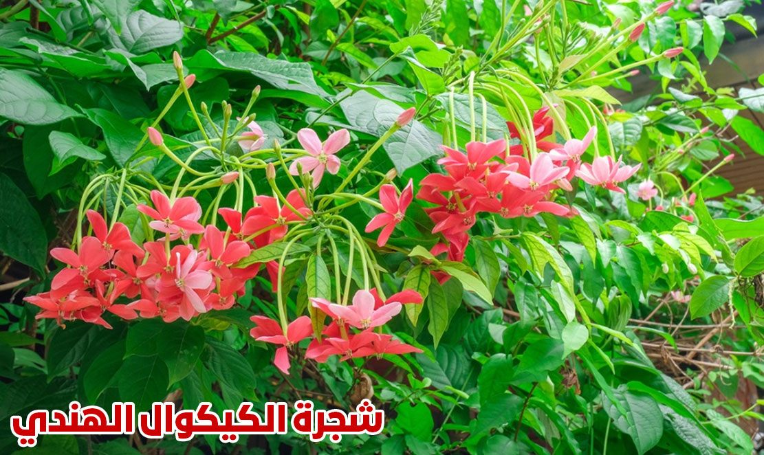 شجرة الكيكوال الهندي او زهور الياسمين الأحمر أجمل أزهار الزينة الخارجية والداخلية من محل ورد