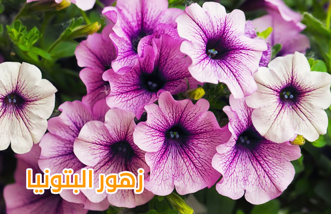 زهور البتونيا أجمل أزهار الزينة الخارجية في الحديقة المنزلية من محل ورد